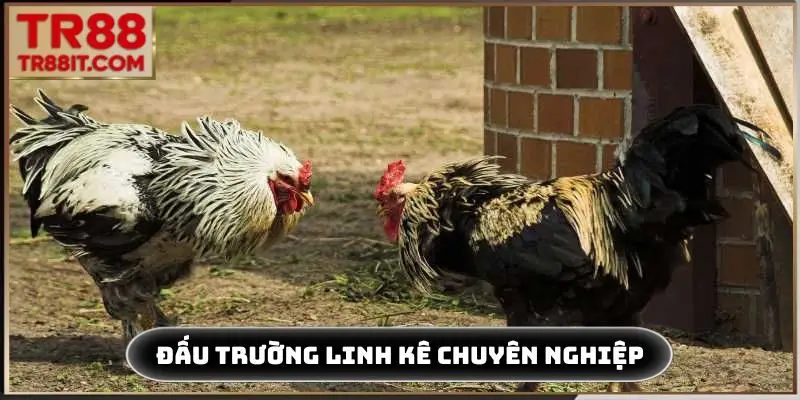 Chiến binh đá gà cựa sắt đẳng cấp