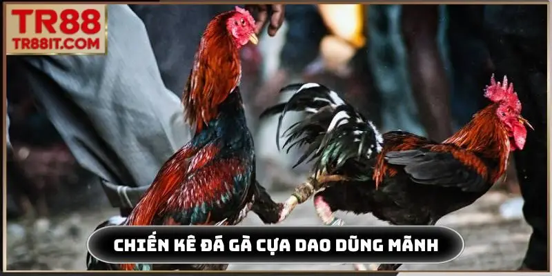 Chiến kê đá gà cựa dao dũng mãnh