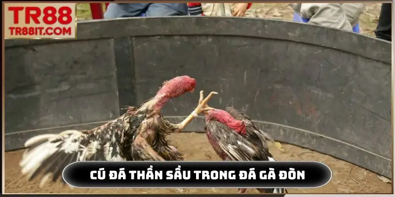 Cú đá thần sầu trong đá gà đòn