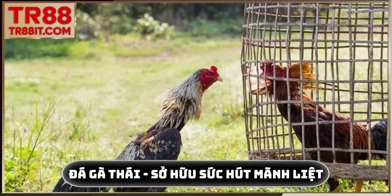 đá gà thái