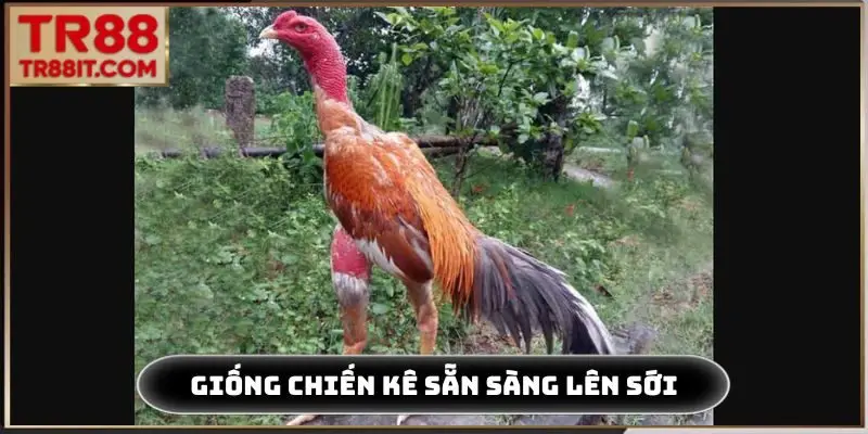 Giống chiến kê sẵn sàng lên sới