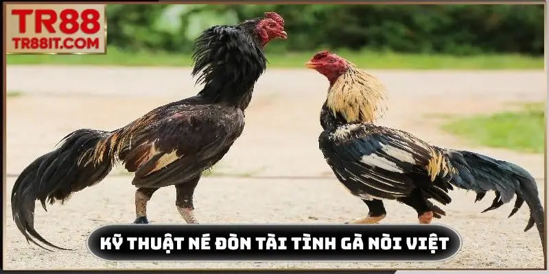Kỹ thuật né đòn tài tình của gà nòi Việt