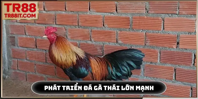 Phát triển đá gà Thái lớn mạnh